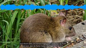 Eine rattenplage im garten kommt besonders in warmen sommern recht häufig vor. Ratten Im Garten Erkennen Und Bekampfen Die Besten 3 Tipps Youtube