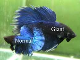 Feeder guppies are usually bred as food for larger fish, but their overall blandness makes them great tank mates for betta fish. Giant Bettas
