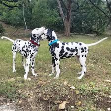 Earn points & unlock badges learning, sharing & helping adopt. Dalmatian Puppies San Antonio Texas