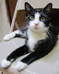 Favorite Animal Baby My Black And White Tuxedo Cat Cow Cat Beautiful Cats Cats