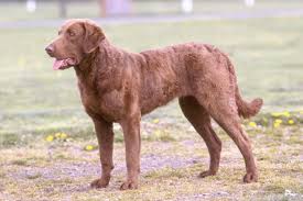 Find your new chesapeake bay retriever puppy today with confidence! Chesapeake Bay Retriever Puppies For Sale Puppy Breed Info Chesapeake Bay Retriever Chesapeake Bay Retriever Puppy Retriever Dog