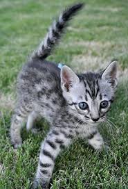 They have a wild appearance with large spots, rosettes, and a light/white belly, and a body structure reminiscent of the alc, but once separated by at least four generations from the. Bengal Cat For Sale