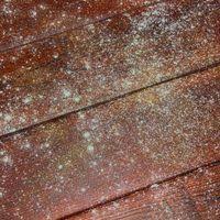 How To Remove Toxic Mold In Your Home Hunker Mold Remover On Wood Mold Remover Cleaning Wood