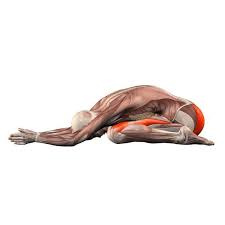 Childs Pose Yoga Anatomy Kundalini Yoga Hatha Yoga