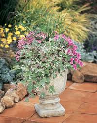 Proven Accents Tricolor Sweet Potato Vine Ipomoea Batatas Container Gardening Container Plants Container Flowers