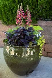 6 Sensational Container Recipes For Shade Container Gardening Flowers Potato Vine Plant Sweet Potato Plant