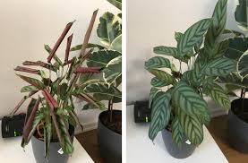 Look after your peace lily, with our plant care guide. 30 Minutes After Watering My Drama Queen Oddlysatisfying