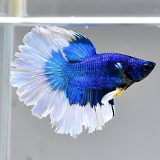 This guide will help you to get the dream house for your betta. Blue Imported Halfmoon Bettas Size 2 5 Inches Rs 75 Piece Id 22135569112