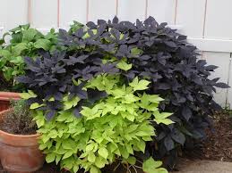 Ornamental Sweet Potato Vines Potted Plants Patio Sweet Potato Vine Potato Vines