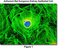 Pin By Leeds Forensic Systems Inc On Confocal Microscopy And Other Confocal Microscopy Microscopy Macro And Micro