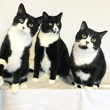 Tuxedotrio Cats Crazy Cats White Cats