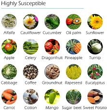 Taking boron by mouth in high doses is possibly unsafe while pregnant and breast feeding. Boron Product Information Agromed Resources