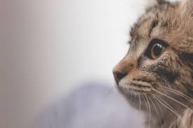 This fee pays for the spay/neuter, feline leukemia test, and vaccinations. After Adoption Boom Animal Humane Society Has Many Cats That Need Homes Bring Me The News