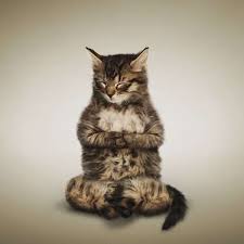 Flexing Feline Photography Daniel Borris Yoga Kitten Series Is Cute And Full Of Zen Danielborris Cats Kitten Pets Yoga Lolcat Cat Yoga Cute Cats Cats