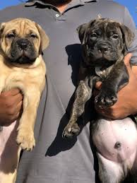 Worsc, wolverhampton, west midlands, united kingdom, slough, romsey, redruth, reading, marlborough, leeds, lancashire, kaunas, coventry, chester, cardiff, bristol, birmingham, bicester. Bullmastiff Puppies For Sale Ventura Ca 303844