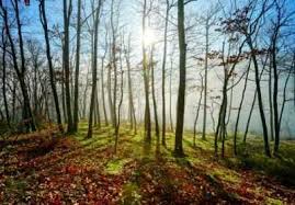 Contoh Puisi Tentang Keindahan Alam 2 Bait Jagad Id