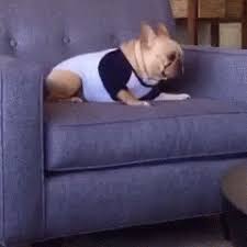 Many people say that french bulldogs can not swim, but this is actually not true. French Bulldog Gifs Get The Best Gif On Giphy