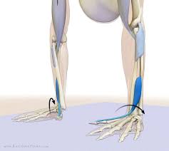 Balancing The Wrists Yoga Thoughts Yoga Inversions Yoga Anatomy