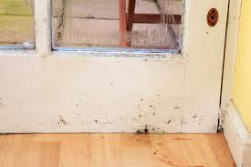 How To Remove Mold From Wood In 2020 Mold Remover Garden Tool Shed Molding