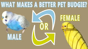 If they are constantly fighting they are not a bonded pair. Should I Get A Male Or Female Budgie Step 2 Youtube