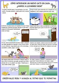 Como Introducir Un Nuevo Gato En Casa Amantes De Los Gatos Gatos Cuidados Gatos
