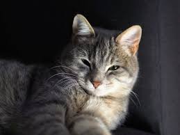 Scratching the head or neck is a common sign of food allergies. Can Cats Get Lice Canna Pet