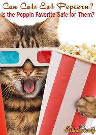 Popcorn with toppings is a different story, these can be toxic for your cat. Can Cats Eat Popcorn Is It Safe For Them Or Not