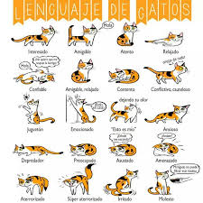 Pin By Loa On Lindo Cat Language Cat Body Cats