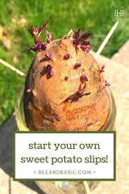How To Grow Sweet Potato Slips Bee And Basil In 2020 Growing Sweet Potatoes Sweet Potato Slips Sweet Potato Vine