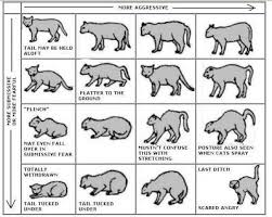 Meaning Of Cat Tail Movements Understanding The Meaning Of Cat Posture Catbehaviormeaning Cat Tail Meaning Cat Language Cat Communication