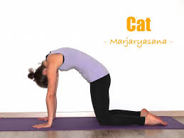 Please click on the link below to listen to sanskrit pronunciation of cat cow pose: How To Do Cat Cow Pose Yoga Poses Step By Step Explained
