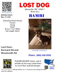October 14th through october 29th. Lost Dogs Tennessee Lost Dog Knoxville Tn May 27 2020 Closest Intersection Barnard Rd And Woodsmith Rd County Knox Lostdog Bambi Knoxville Barnard Rd Woodsmith Rd Tn 37921 Knox
