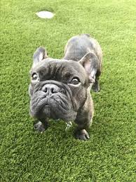 It suffers from the same conformational issues as the standard frenchie, but also. Madison Wi French Bulldog Meet Francois A Pet For Adoption