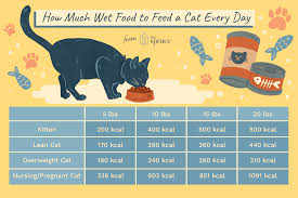 The higher moisture content in most canned products gives cats with urinary and kidney issues more water, according to petmd. How Much Wet Food To Feed A Cat Every Day