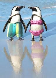 Penguins On The Beach Anniversary Card Humor Hewan Lucu Gambar Hewan Lucu Binatang Lucu