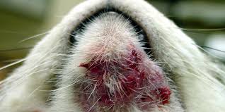 It results in skin disease at the base of the tail. Acne And Stud Tail International Cat Care