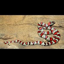 Pin On Lampropeltis Sp