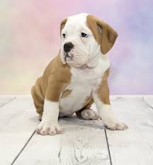 Use our free search tool to find purebred victorian bulldog dog breeders nearest you, fast and free! Victorian Bulldog Puppies Sale Local Breeders Fetchem Puppies