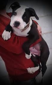 American pit bull terrier or american staffordshire terrier x bulldog mix = old anglican bulldogge. American Staffordshire Terrier Dog Breed Pictures 3