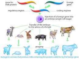 This image (to the right) (courtesy of r. Biotechnology Transgenesis Pathwayz