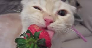 Indeed they can, the seeds of strawberries are a natural bood thinner so, keep your frisky feline away from the elias has no strawberries he will eat the same number of strawberries each day for a week how many strawberries will he eat each day? Here Are Two Kittens Eating A Strawberry You Re Welcome