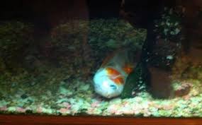 I have 1 female, and 4 male betta fish currently. Betta Fish Laying On Bottom Of Tank Vang Bettas