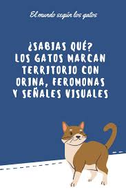 Mi Gato Hace Por Fuera Del Arenero El Mundo Segun Los Gatos En 2020 Gatos Casita Para Gatos Arenero