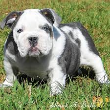 The miniature bulldog is not a purebred dog. It S A Miniature English Bulldog Want 3 Bulldog Puppies Miniature Bulldog Bulldog