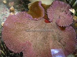 Purple Carpet Anemone Anemones Invertebrates Approx 6 to 8 inches i may be able to get.