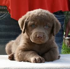 Review how much chesapeake bay retriever puppies for sale sell for below. Dublin A 5 Week Old Chessie Pup From Skywatcher Chesapeakes Retriever Puppy Chesapeake Retriever Retriever