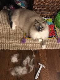 Their fur is medium long and requires very little grooming. Ragdolls Don T Shed Smh Ragdolls