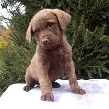 Find your new chesapeake bay retriever puppy today with confidence! Picasso Greenfield Puppies Retriever Puppy Chesapeake Bay Retriever Puppy Family Dogs Breeds