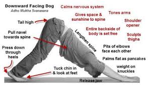 Downward Facing Dog Teaching Script Yoga Lesson Plans Yoga Lessons Downward Facing Dog