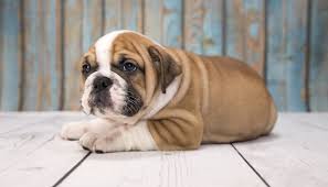 They are mostly fluffy dogs. Victorian Bulldog Is This The Best Bulldog Perfect Dog Breeds